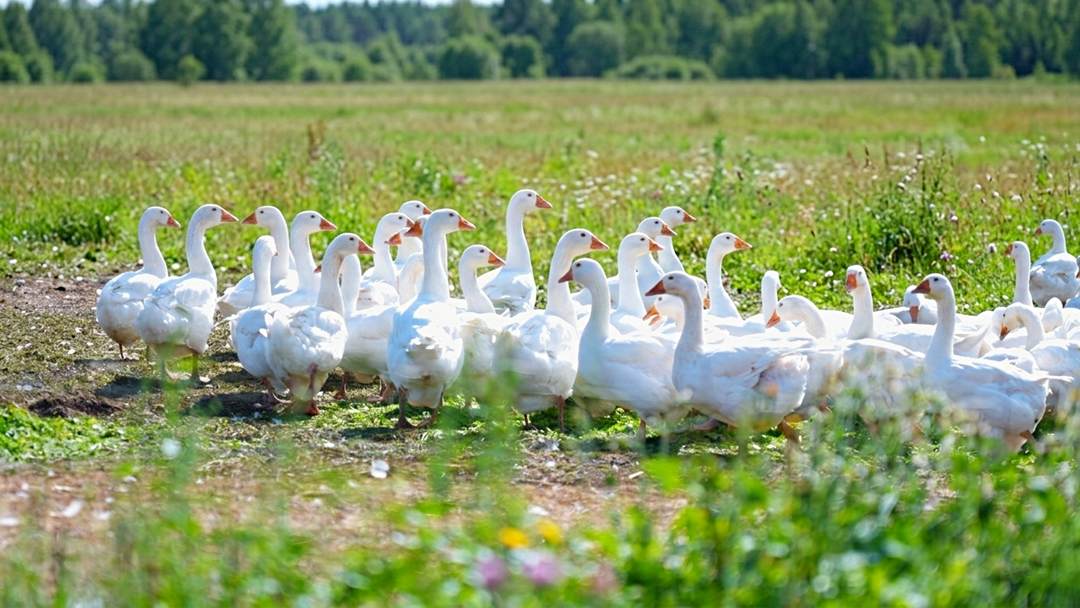 ポーランド ポメラニア地方にあるマザーグース農場①