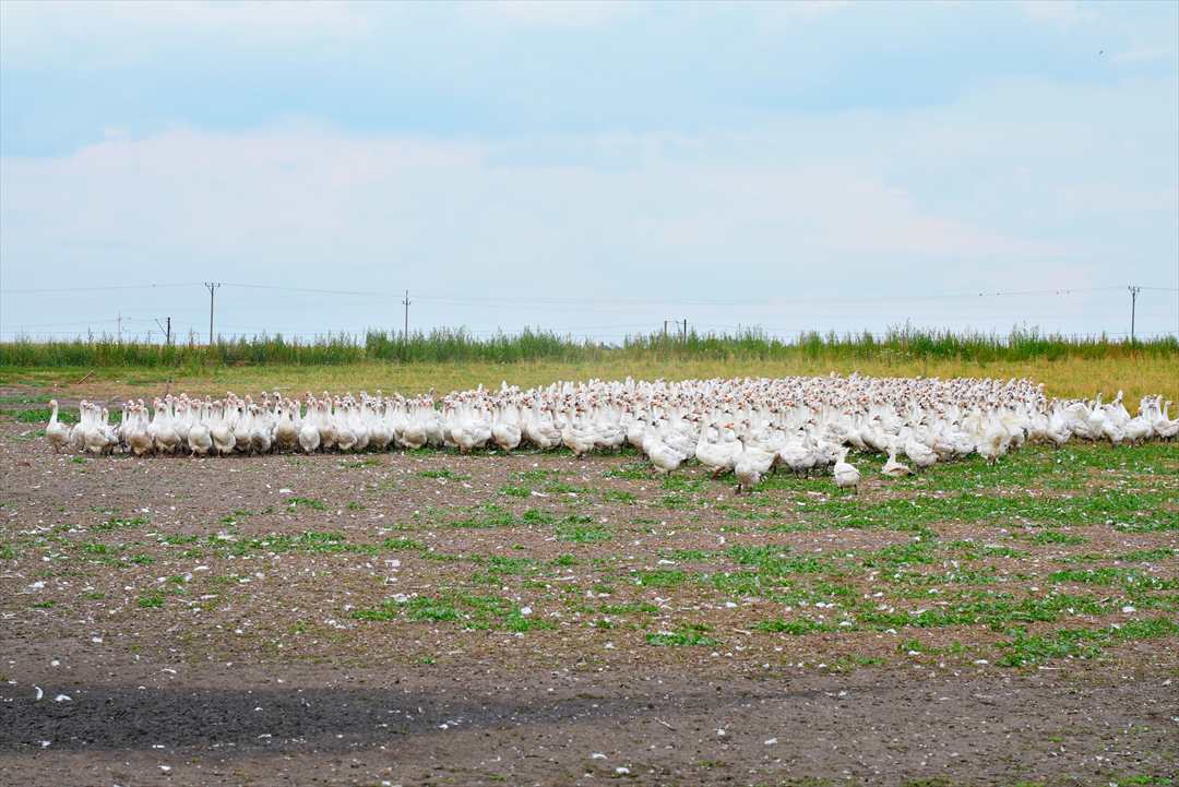 ポーランド ポメラニア地方にあるマザーグース農場②