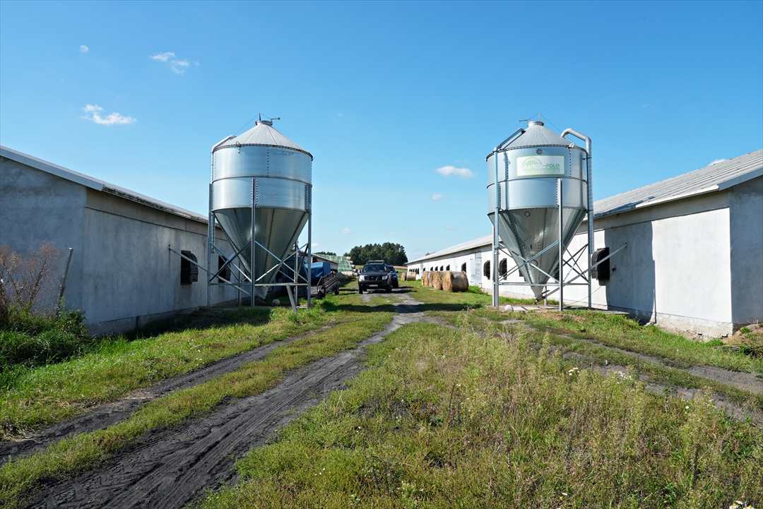 ポーランド産マザーグース「コウダ種」