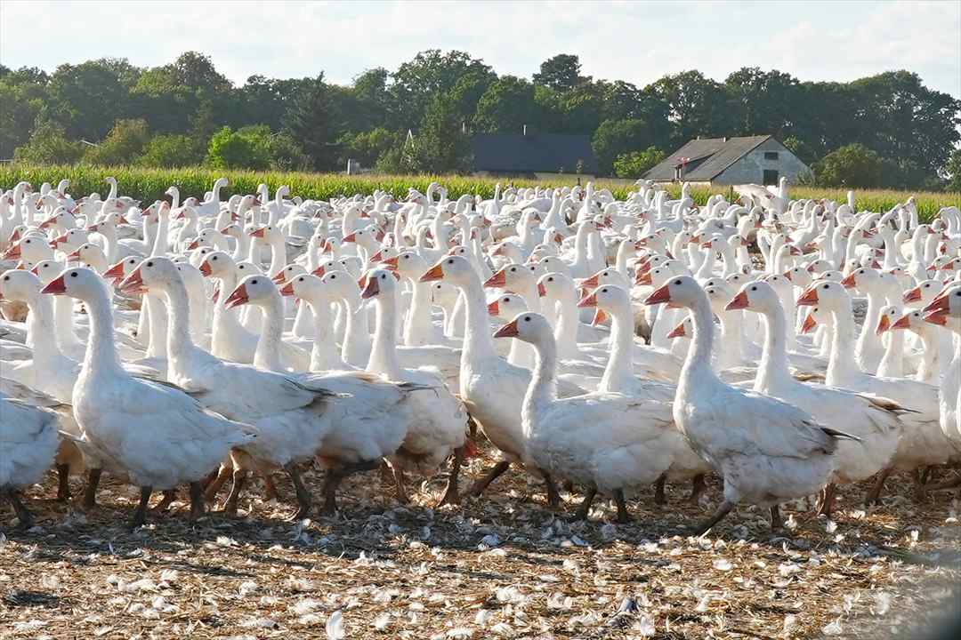 ポーランド ポメラニア地方にあるマザーグース農場②