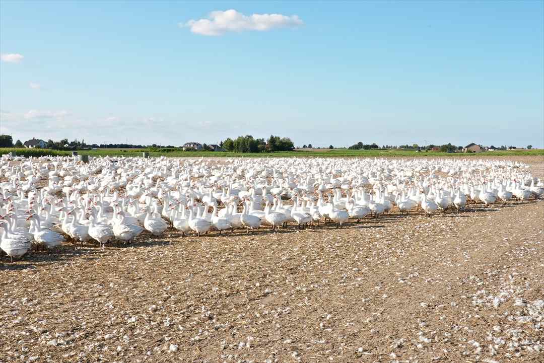 ポーランド ポメラニア地方にあるマザーグース農場①